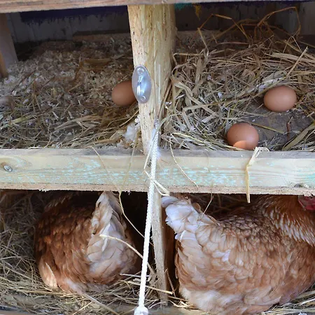 Bed & Breakfast Tistrup 3* Tistrup