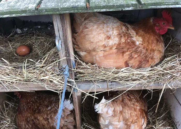 Bed & Breakfast Tistrup